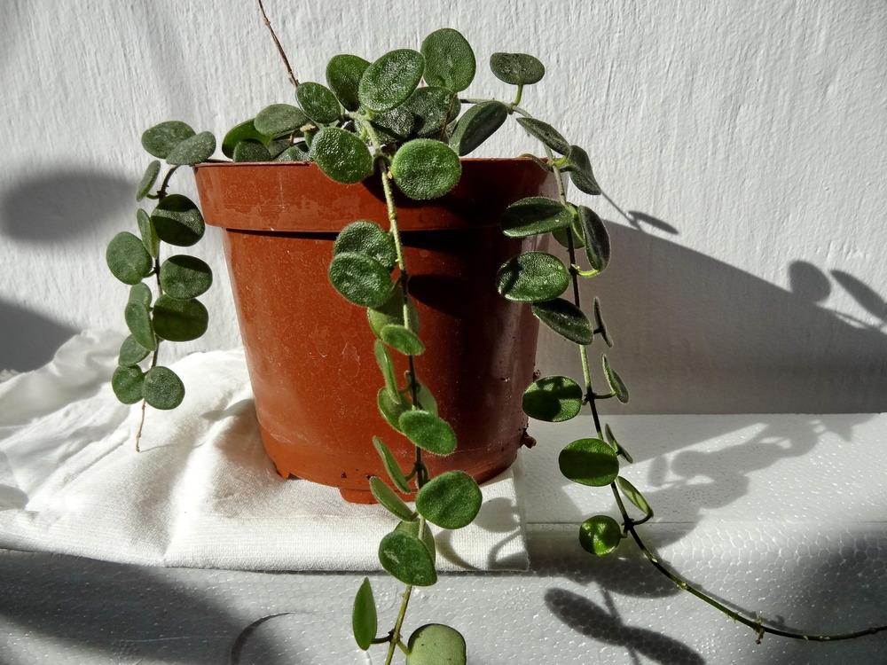 Photo of Wax Plant (Hoya serpens) uploaded by Orsola