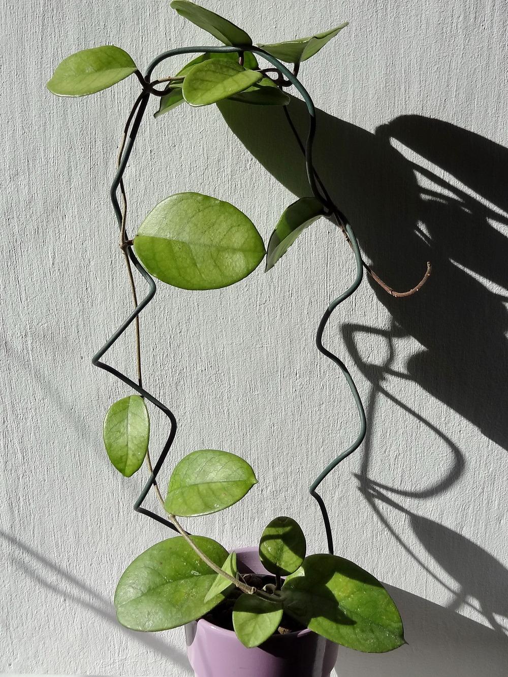 Photo of Wax Plant (Hoya fungii) uploaded by Orsola
