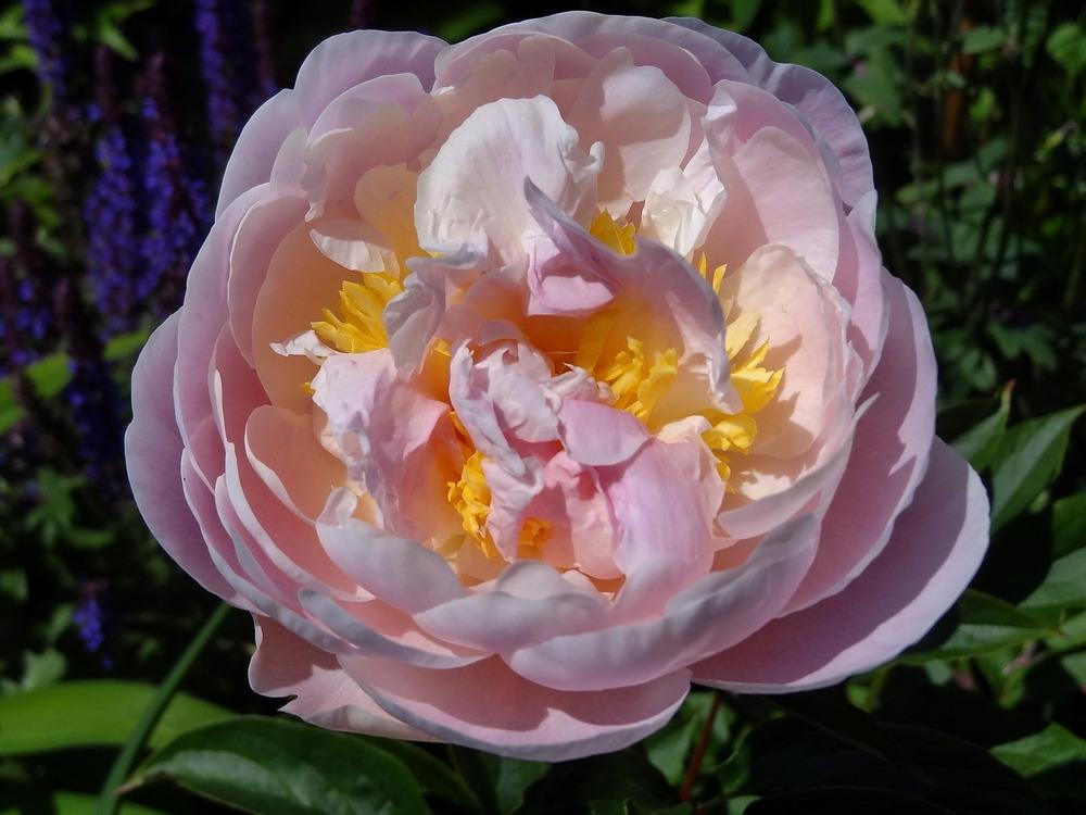 Photo of Peony (Paeonia lactiflora 'Golly') uploaded by Orsola