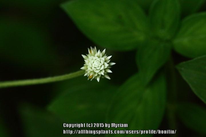 Photo of Prostrate Globe-amaranth (Gomphrena celosioides) uploaded by bonitin