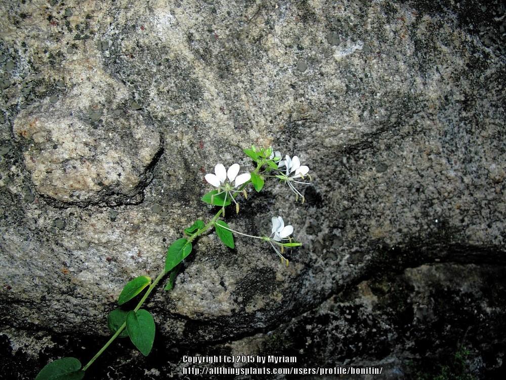 Photo of Spreading Spiderflower (Hemiscola diffusa) uploaded by bonitin