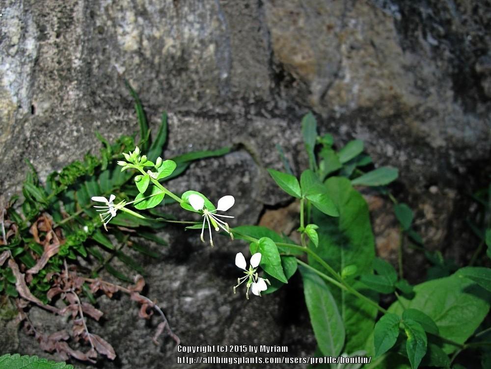 Photo of Spreading Spiderflower (Hemiscola diffusa) uploaded by bonitin