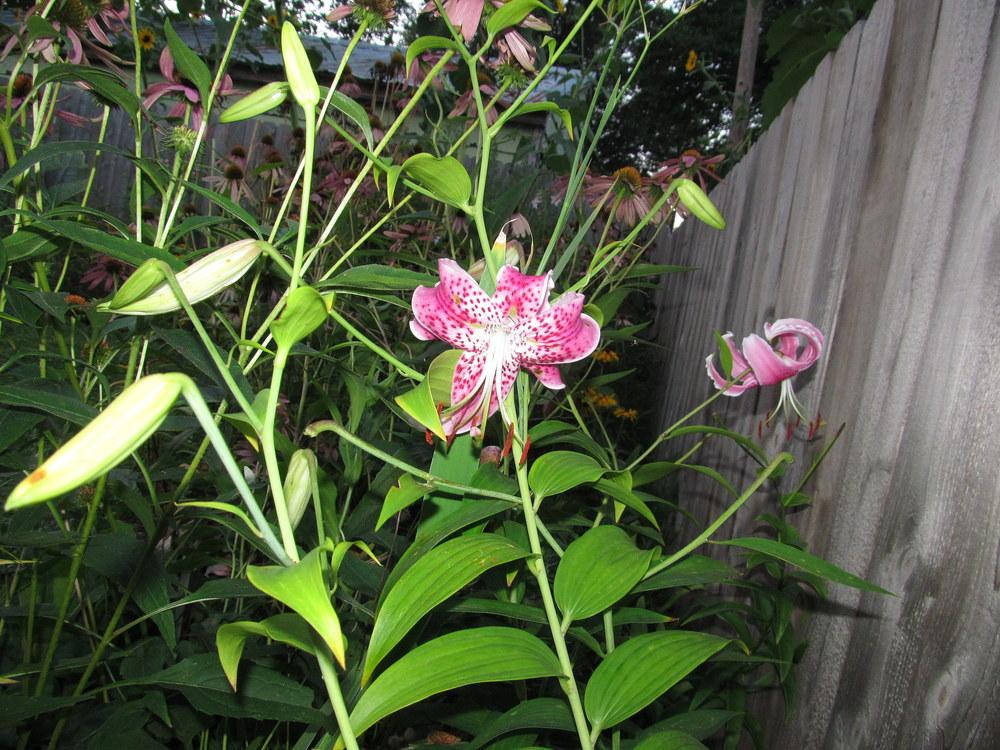 Photo of Rubrum Lily (Lilium speciosum var. speciosum) uploaded by jmorth