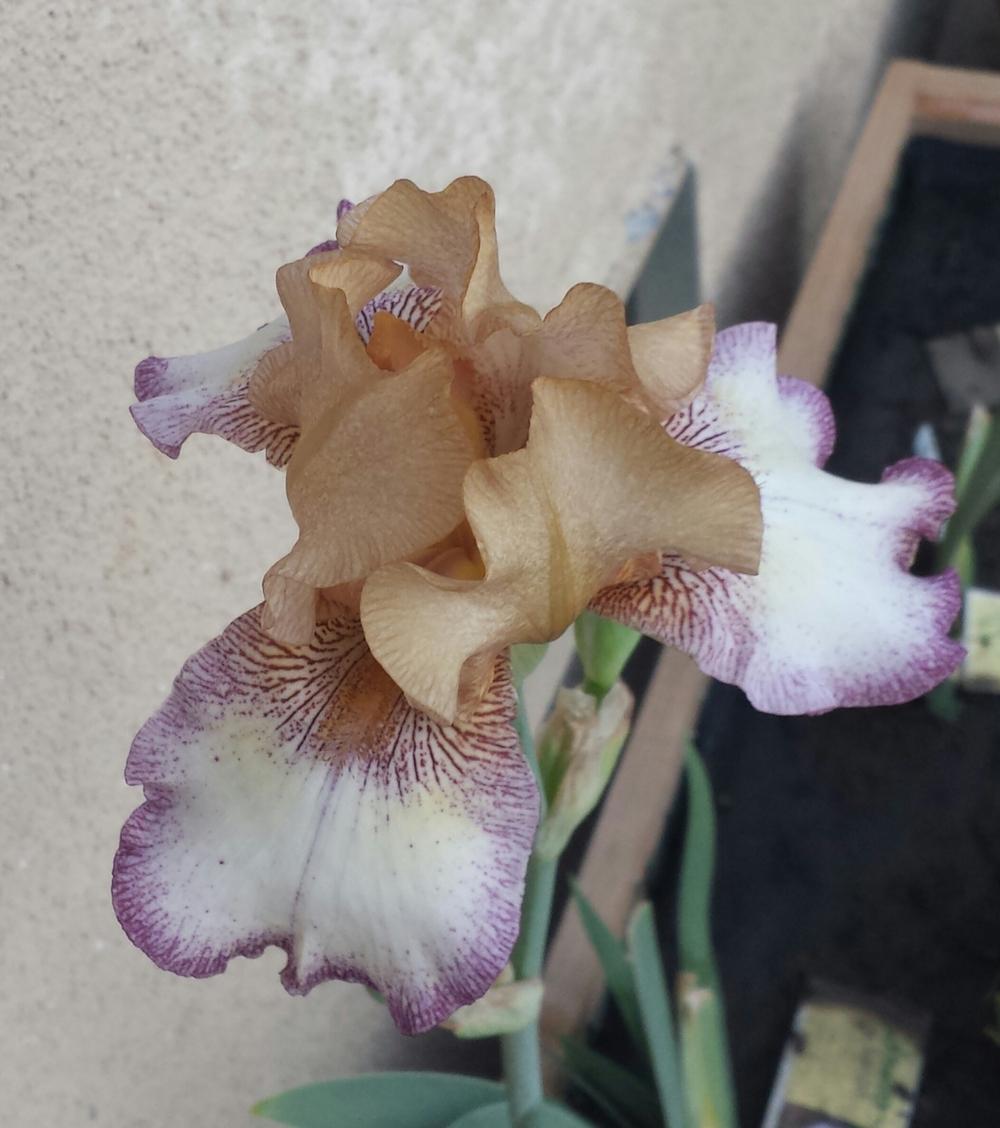 Photo of Tall Bearded Iris (Iris 'Las Vegas') uploaded by mesospunky