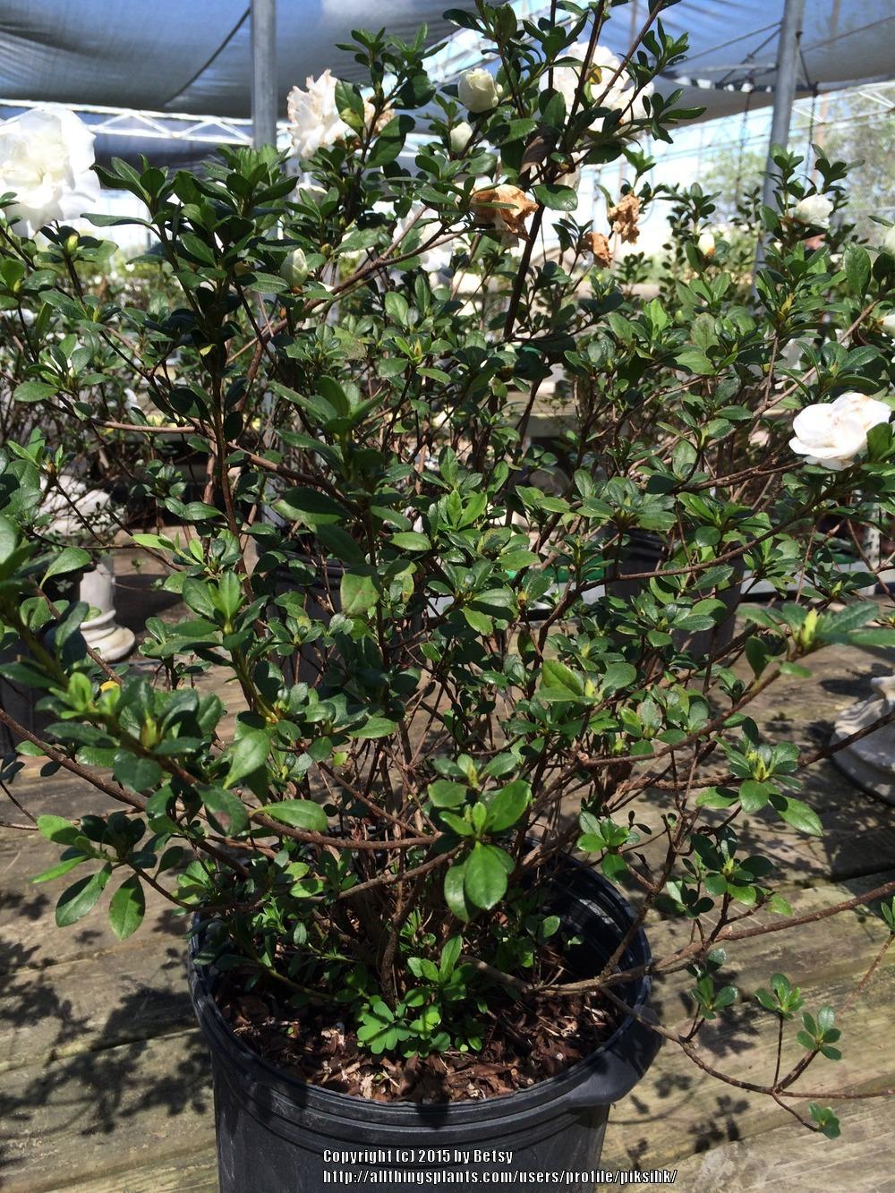 Photo of Azalea (Rhododendron 'Hardy Gardenia') uploaded by piksihk