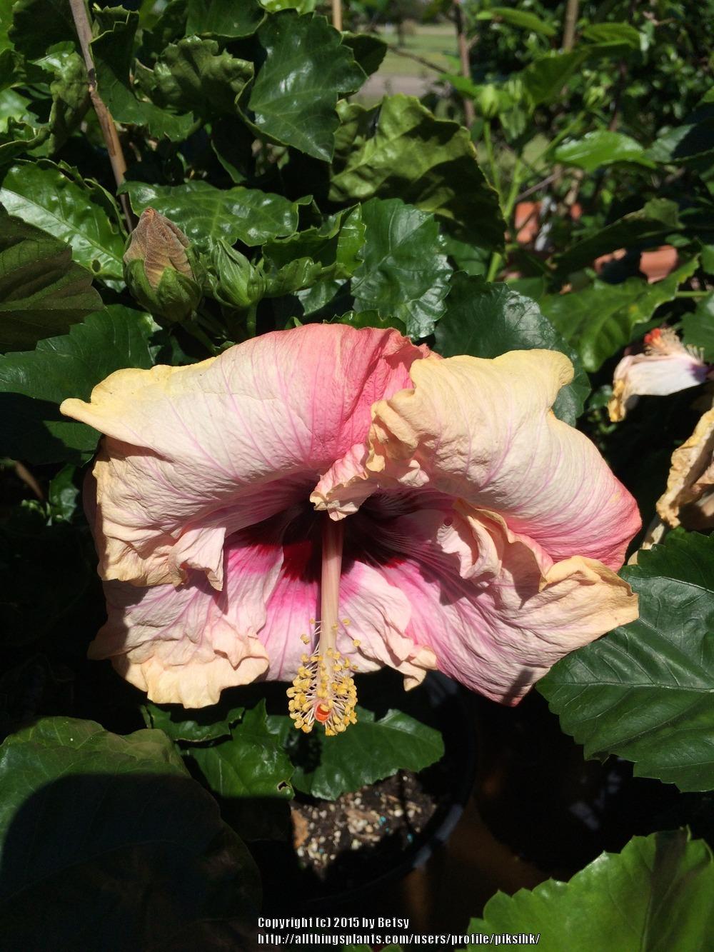 Photo of Tropical Hibiscus (Hibiscus rosa-sinensis 'Stolen Kiss') uploaded by piksihk