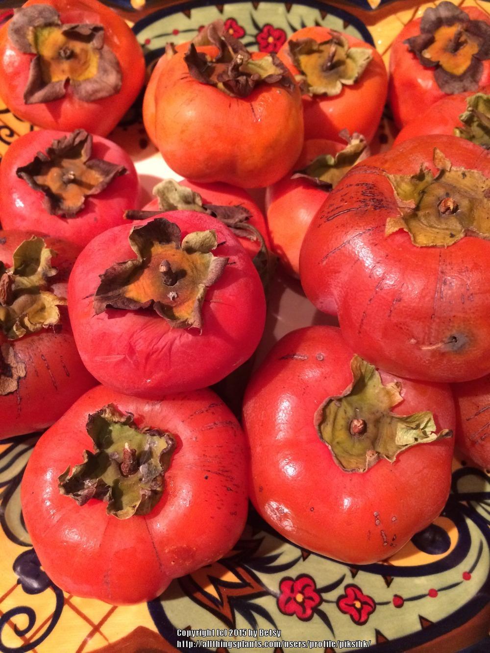 Photo of Persimmons (Diospyros) uploaded by piksihk