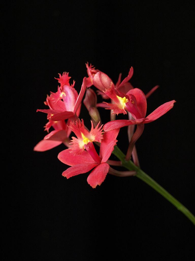 Photo of Epi (Epidendrum Queen Valley 'Fancy Red') uploaded by robertduval14