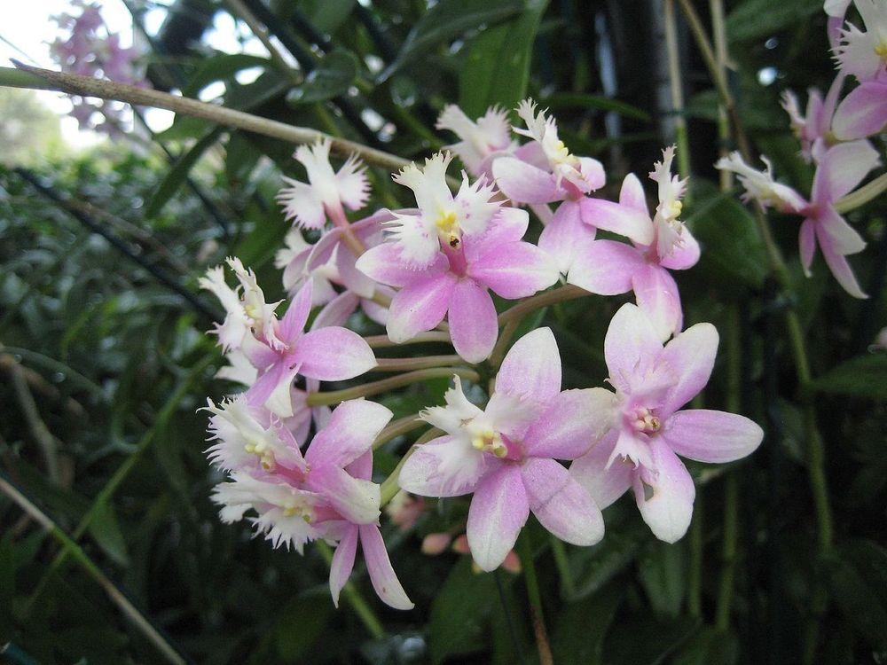 Photo of Epi (Epidendrum Princess Valley 'Innocence') uploaded by robertduval14