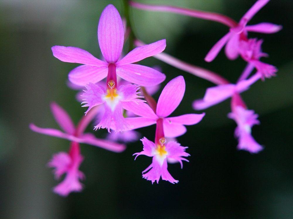 Photo of Epi (Epidendrum 'Dancing Clown') uploaded by robertduval14