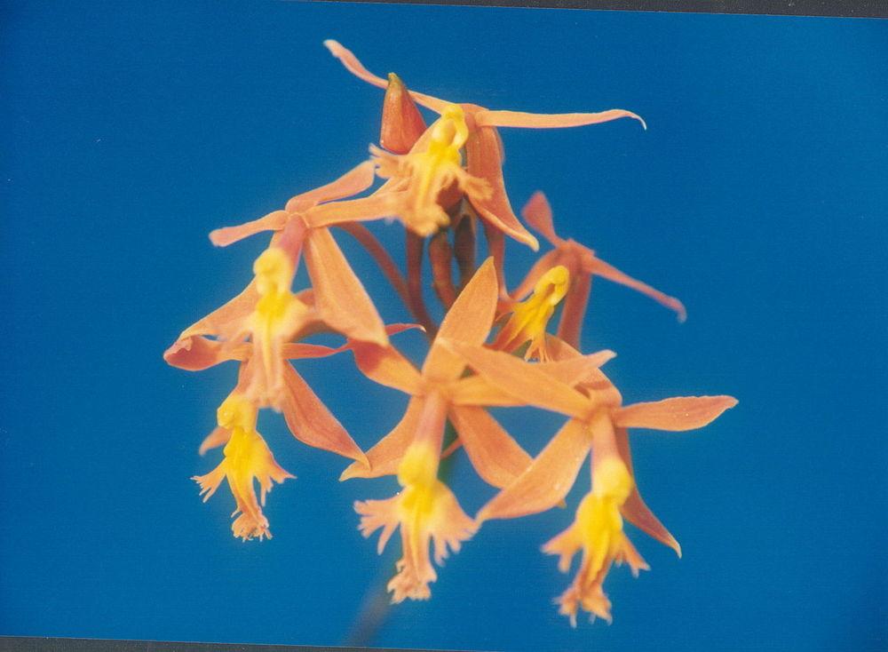Photo of Orchid (Epicattleya Fireball 'Palolo') uploaded by robertduval14