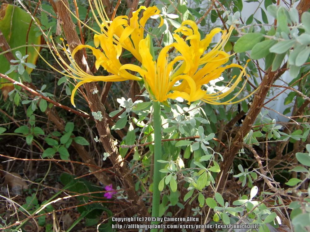 Photo of Golden Spider Lily (Lycoris aurea) uploaded by TexasPlumeria87