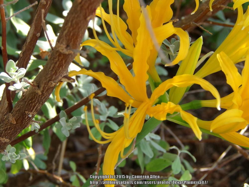 Photo of Golden Spider Lily (Lycoris aurea) uploaded by TexasPlumeria87