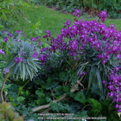 Location: New Zealand
Date: 2015-10-07
Matthiola incana ‘Perennial Form’ “Tree Stock( known to me 