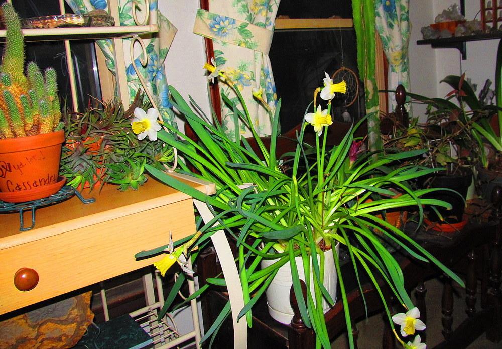 Photo of Large Cup Daffodil (Narcissus 'Smiling Sun') uploaded by jmorth