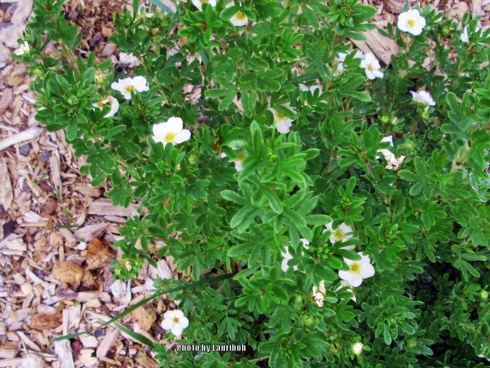 Photo of Cinquefoil (Dasiphora fruticosa 'Pink Beauty') uploaded by lauribob
