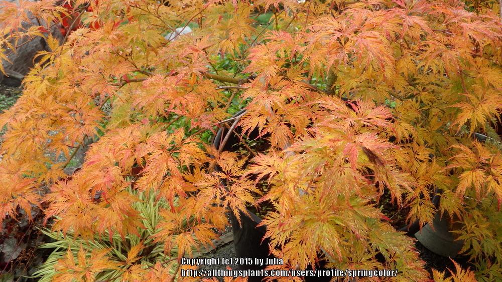 Photo of Japanese Maple (Acer palmatum 'Green Filigree') uploaded by springcolor
