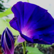 The image of the flower appears more blue than the actual flower,