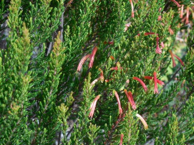 Photo of Water Heath (Erica curviflora) uploaded by wcgypsy