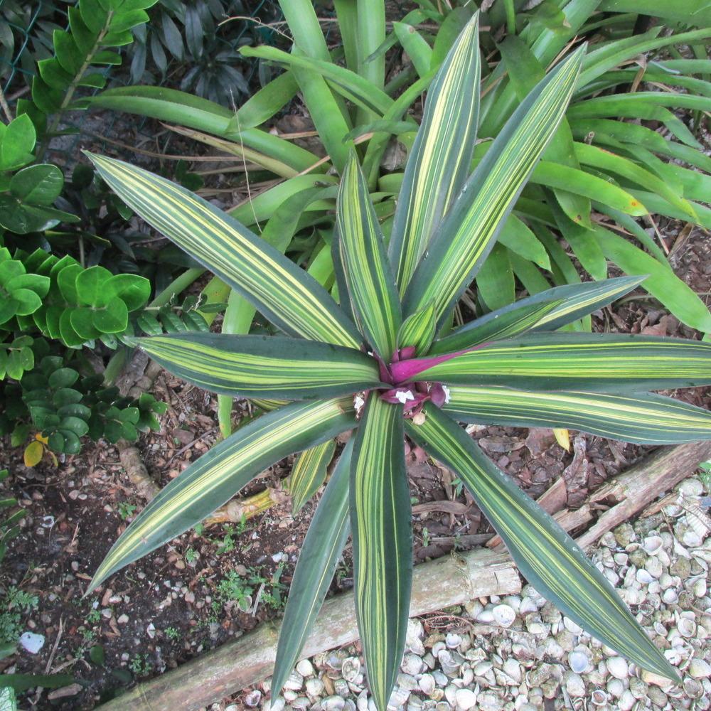Photo of Oyster Plant (Tradescantia spathacea 'Vittata') uploaded by Dutchlady1