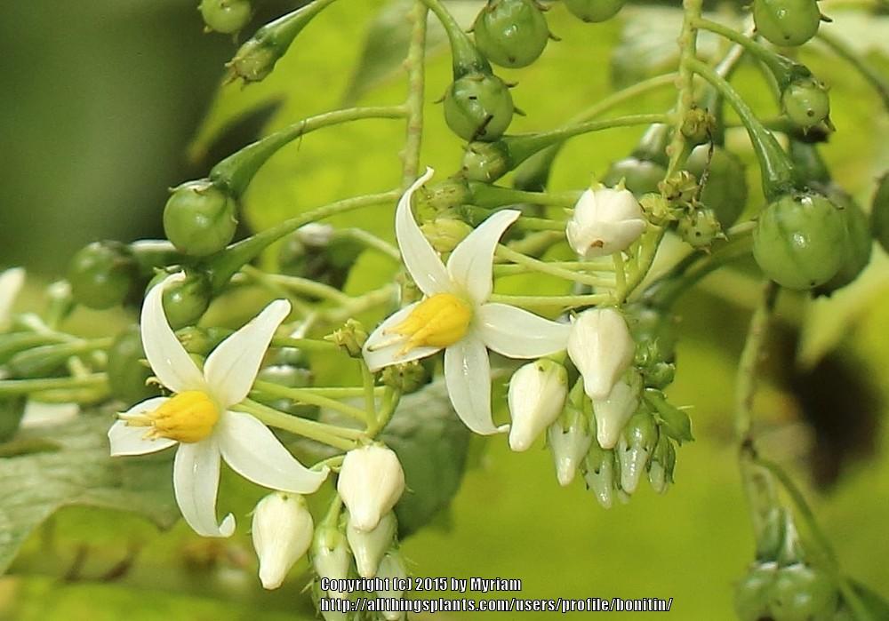 Photo of Solanum uploaded by bonitin