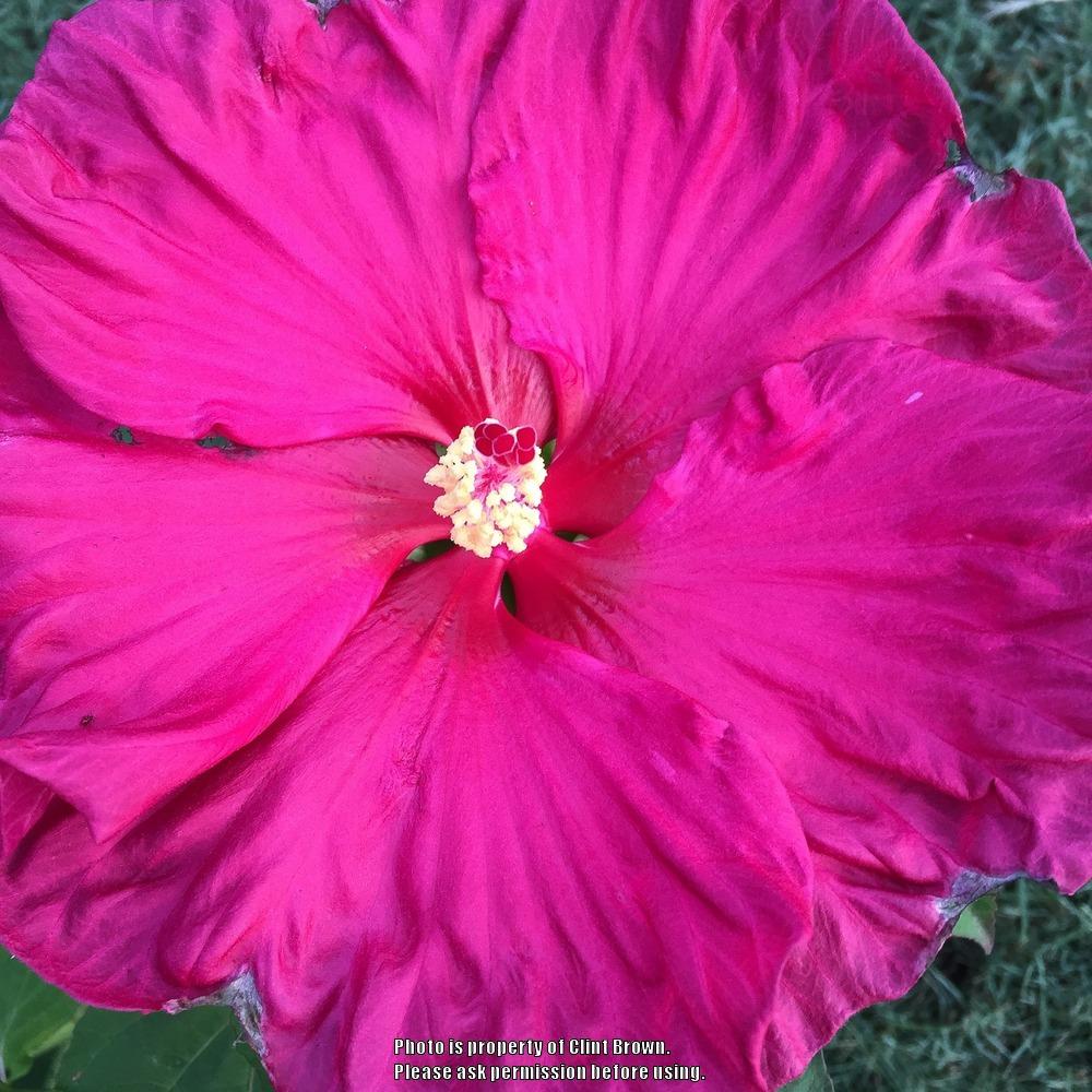 Photo of Hybrid Hardy Hibiscus (Hibiscus 'Jazzberry Jam') uploaded by clintbrown