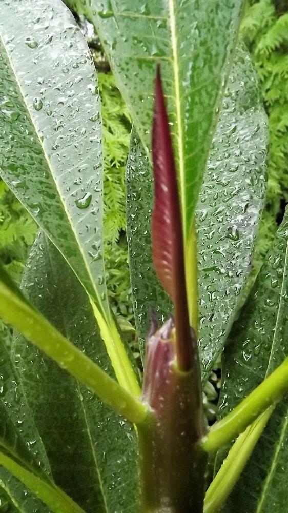 Photo of Plumeria (Plumeria rubra 'Scott Pratt') uploaded by drdawg
