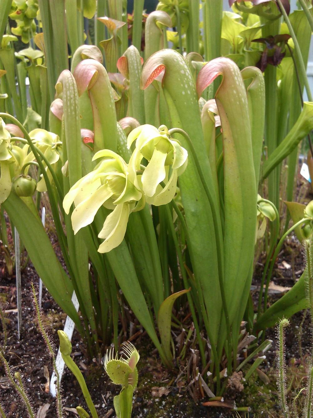 Photo of Hooded Pitcher Plant (Sarracenia minor) uploaded by p3bog