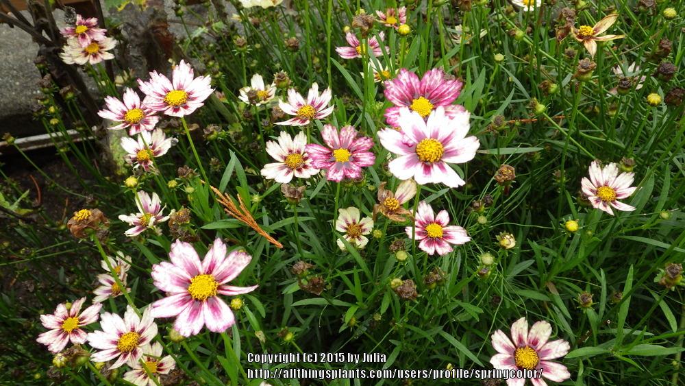 Photo of Tickseed (Coreopsis Big Bang™ Cosmic Evolution) uploaded by springcolor