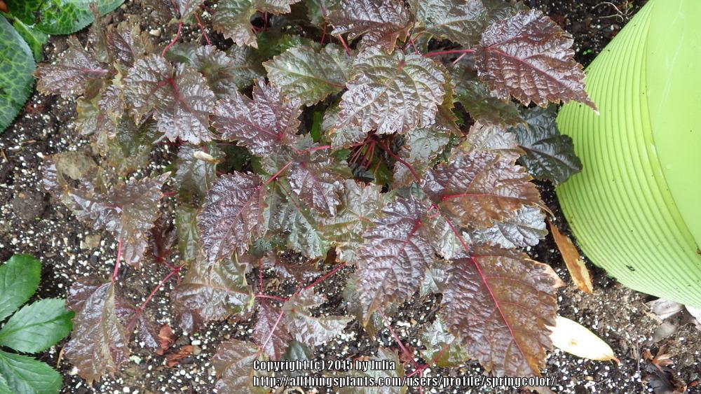 Photo of Astilbe (Astilbe thunbergii 'Chocolate Shogun') uploaded by springcolor