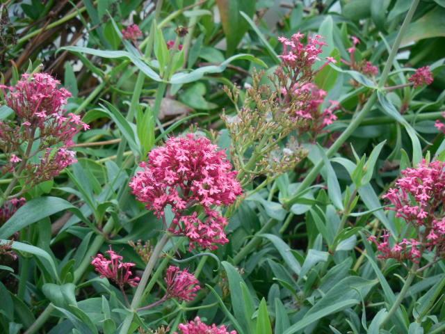 Photo of Red Valerian (Centranthus ruber 'Coccineus') uploaded by wcgypsy