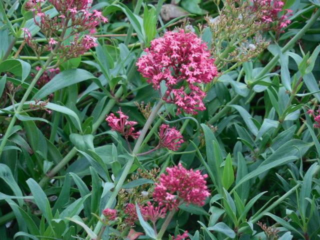 Photo of Red Valerian (Centranthus ruber 'Coccineus') uploaded by wcgypsy