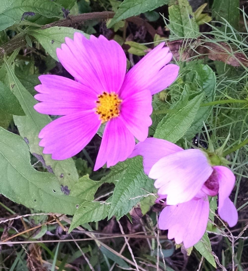 Photo of Cosmos (Cosmos bipinnatus) uploaded by Catmint20906