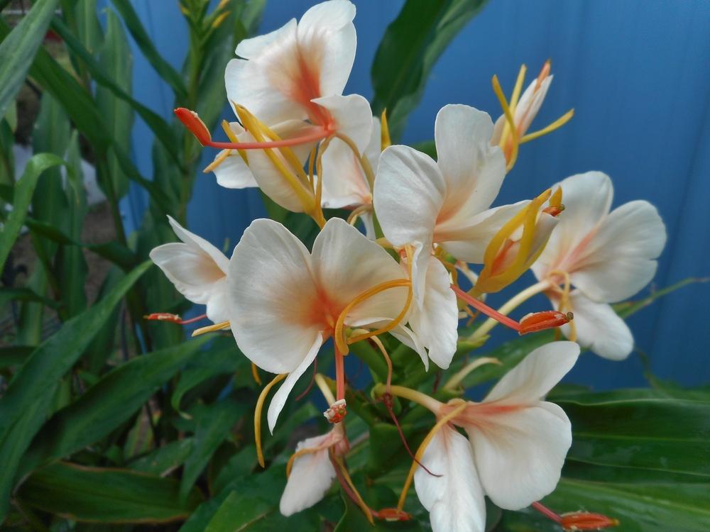 Photo of Hardy Ginger Lily (Hedychium coccineum 'Peach Delight') uploaded by Kabby