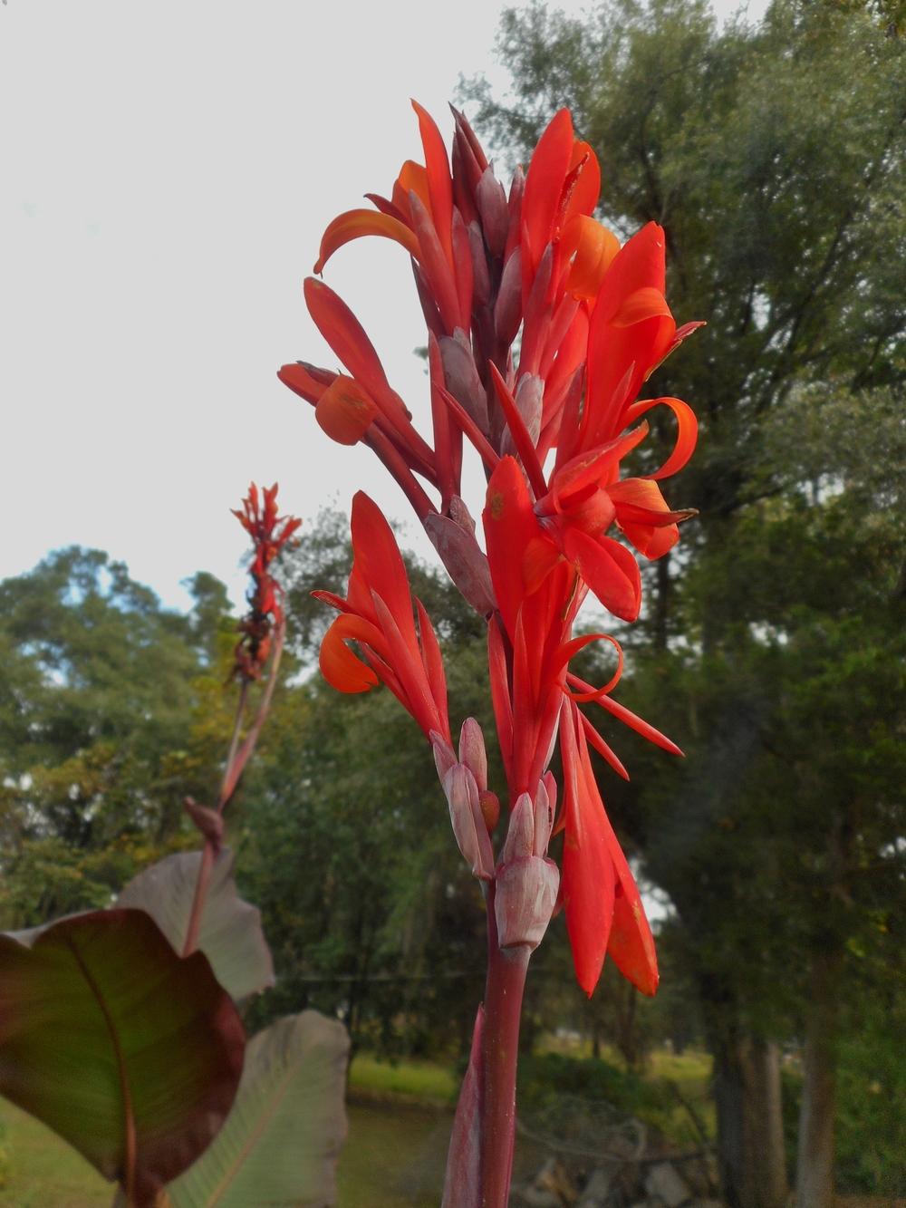 Photo of Canna 'Flambe' uploaded by Kabby