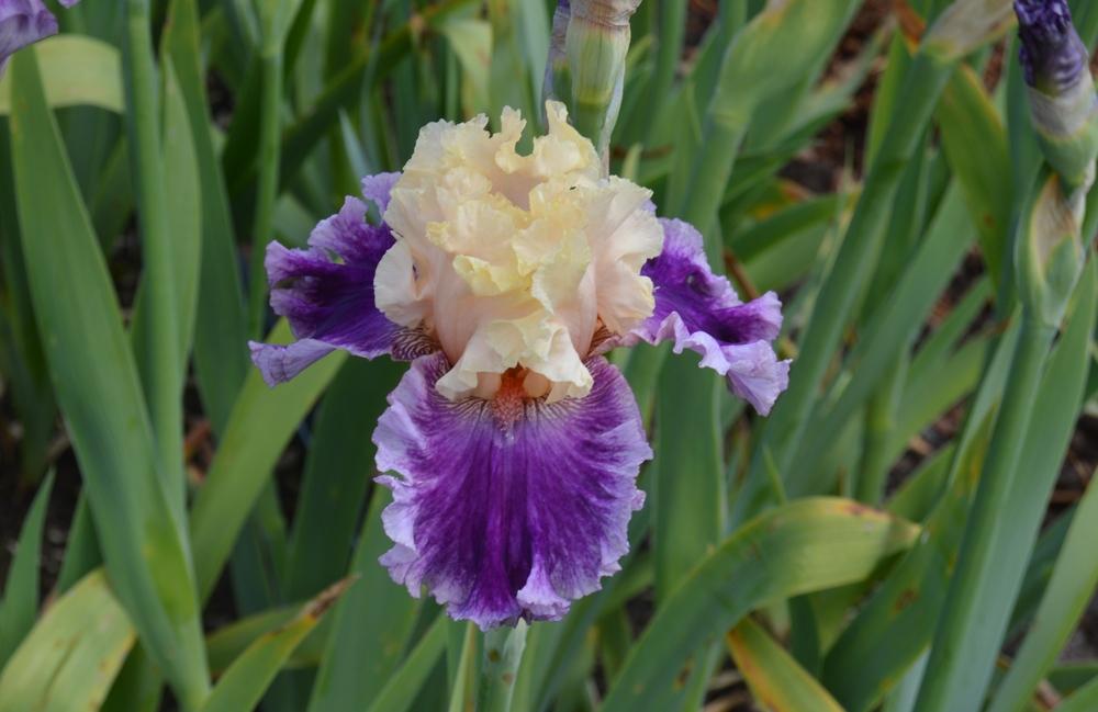 Photo of Tall Bearded Iris (Iris 'Crowned in Glory') uploaded by KentPfeiffer