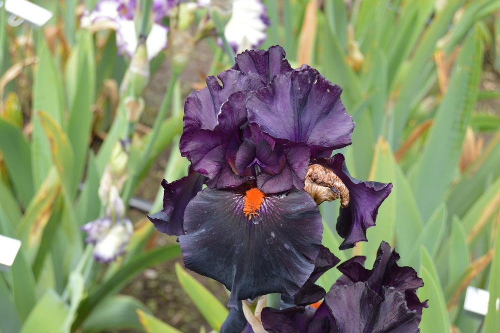 Photo of Tall Bearded Iris (Iris 'Dracula's Kiss') uploaded by KentPfeiffer