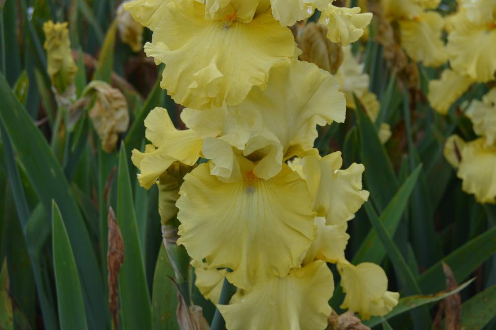 Photo of Tall Bearded Iris (Iris 'Dream Team') uploaded by KentPfeiffer