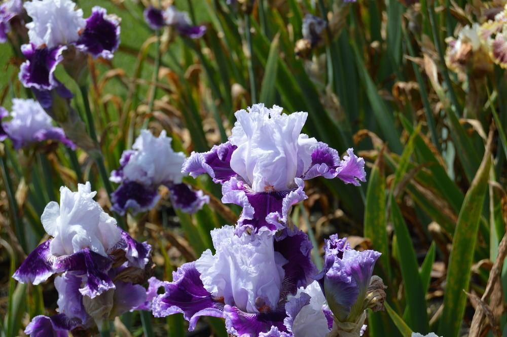 Photo of Tall Bearded Iris (Iris 'Daring Deception') uploaded by KentPfeiffer