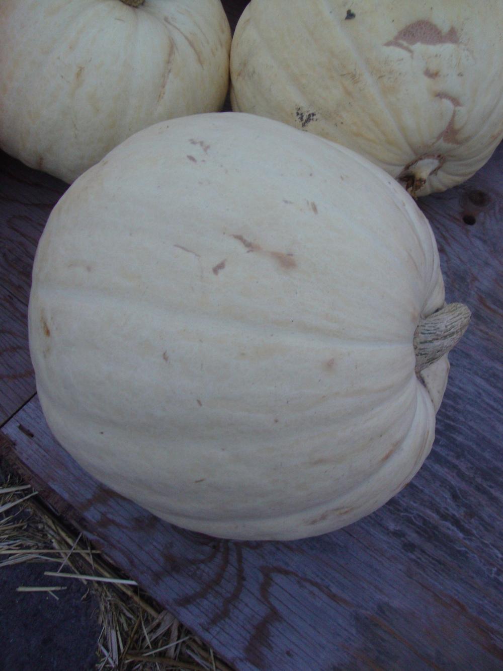 Photo of Pumpkin (Cucurbita maxima 'Casper') uploaded by Paul2032