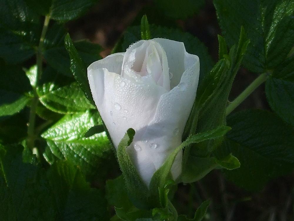 Photo of Hybrid Rugosa Rose (Rosa 'Blanc Double de Coubert') uploaded by darwellwoods