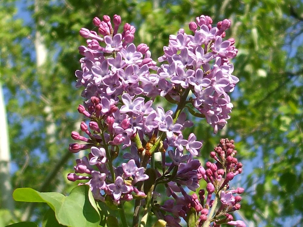 Photo of Common Lilac (Syringa vulgaris) uploaded by darwellwoods