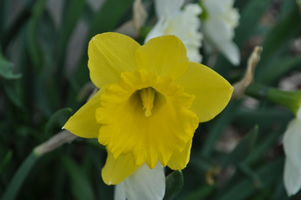 Photo of Daffodils (Narcissus) uploaded by darwellwoods