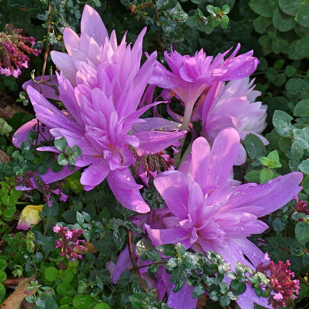 Photo of Autumn Crocus (Colchicum 'Waterlily') uploaded by dirtdorphins
