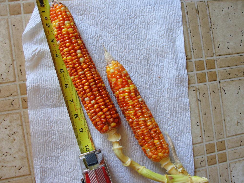 Photo of Popcorn (Zea mays subsp. mays 'Glass Gem') uploaded by keithp2012