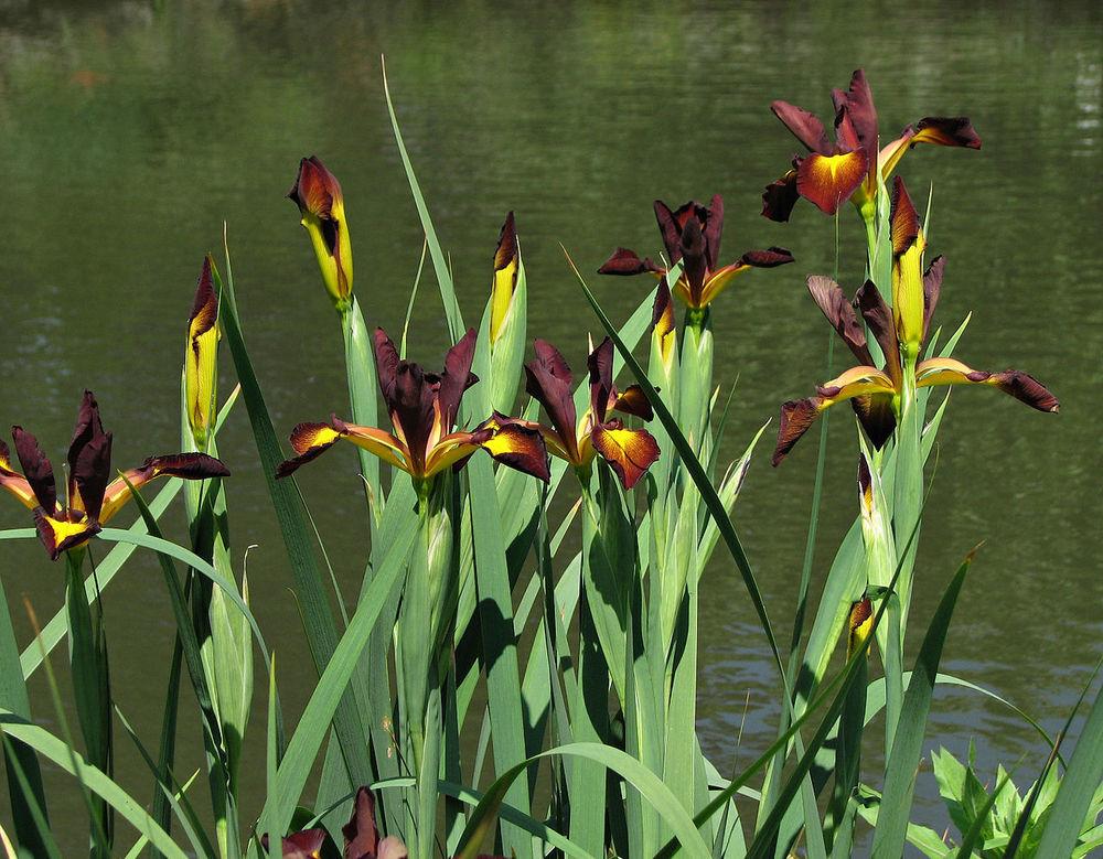 Photo of Spuria Iris (Iris 'Cinnabar Red') uploaded by robertduval14