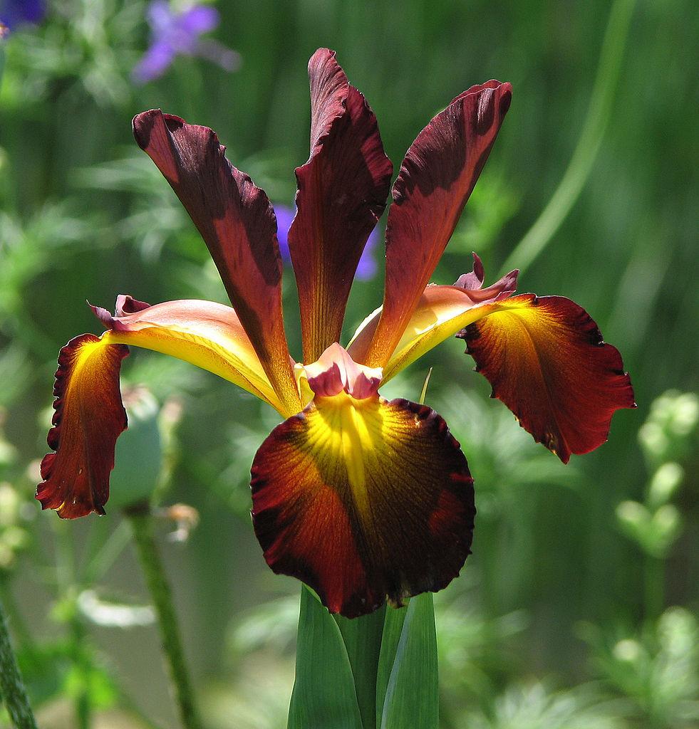 Photo of Spuria Iris (Iris 'Cinnabar Red') uploaded by robertduval14