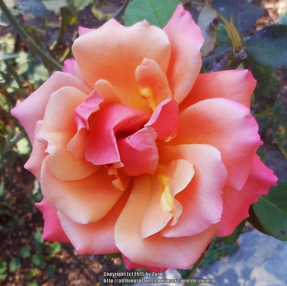 Photo of Rose (Rosa 'Tuscan Sun') uploaded by zuzu