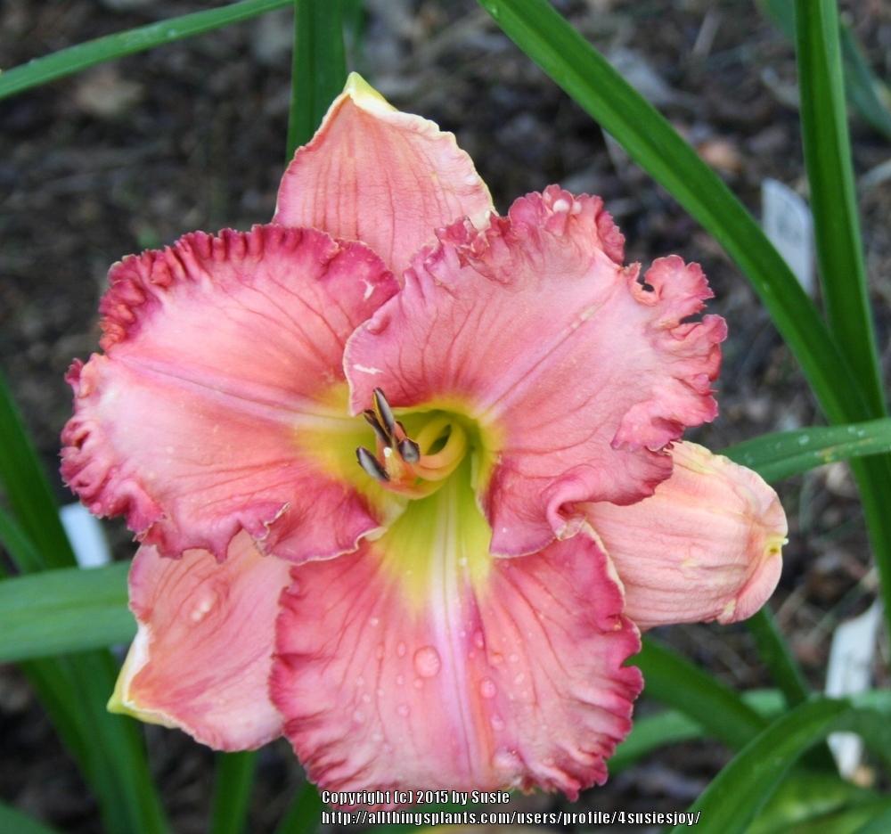 Photo of Daylily (Hemerocallis 'Rose Colored Glasses') uploaded by 4susiesjoy