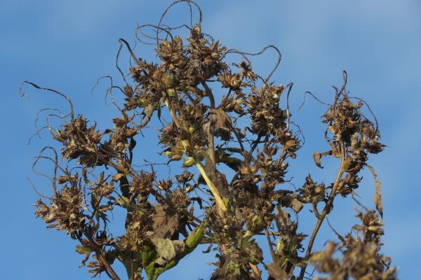 Photo of Giant Ragweed (Ambrosia trifida) uploaded by Chillybean